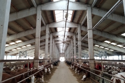 Zemědělské družstvo Pluhův Žďár - ventilace ve stájích skotu